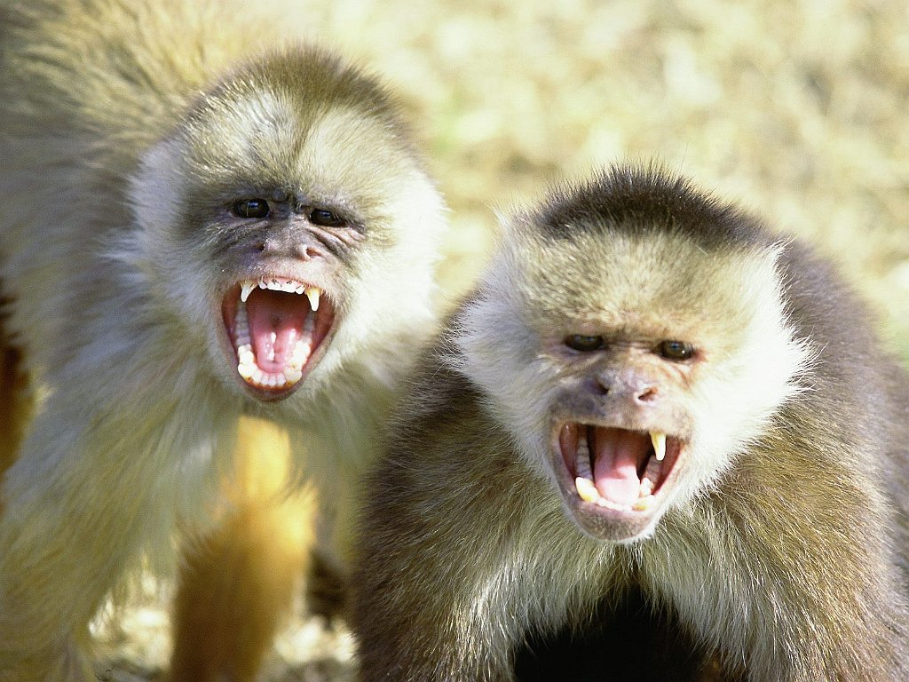 White-Fronted Capuchin Monkeys, Briceno, Columbia